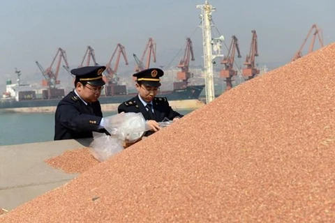 Kiểm tra lúa miến nhập khẩu từ Mỹ tại cảng Nhật Chiếu, tỉnh Sơn Đông, Đông Trung Quốc. (Nguồn: Chinadaily/China News Service)