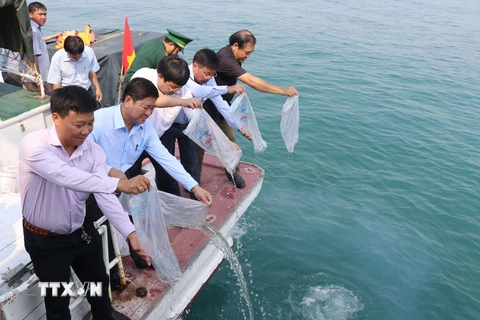 Lãnh đạo tỉnh Ninh Thuận cùng đại diện doanh nghiệp sản xuất giống thủy sản thả tôm, cá biển giống xuống vùng biển Ninh Chữ. (Ảnh: Nguyễn Thành/TTXVN)