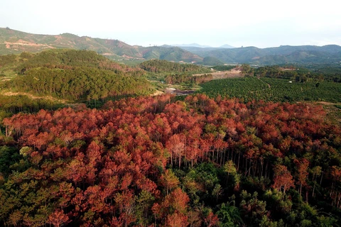 Cánh rừng bị hạ độc đã chuyển sang màu đỏ không thể cứu chữa. (Ảnh: Quốc Hùng- Đặng Tuấn/TTXVN) 