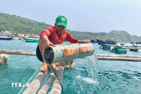 Anh Nguyễn Xuân Hiển lấy mực giống từ bên trong những chiếc ống nhựa. (Ảnh: Phạm Kha/TTXVN)