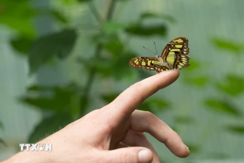 Một loài bướm nhiệt đới tại Triển lãm bướm ở Công viên Budapest, Hungary ngày 6/6/2019. (Ảnh: THX/TTXVN)