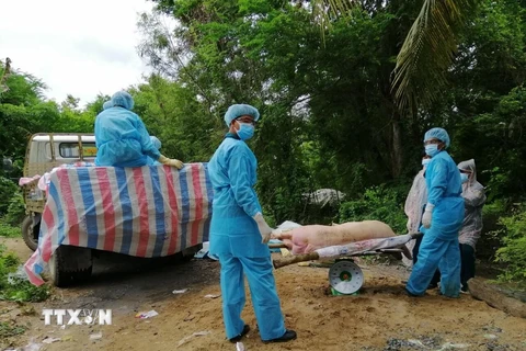 Lực lượng chức năng huyện biên giới An Phú (An Giang) đưa lợn bệnh đến điểm tiêu hủy. (Ảnh: Thanh Sang/TTXVN)