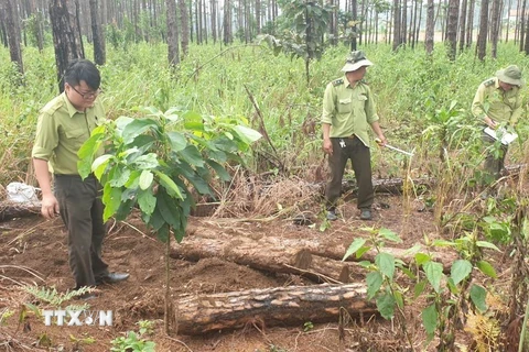 Lực lượng kiểm lâm tiến hành đo đạc, kiểm đếm số gỗ thông bị chôn lấp phi tang trên địa bàn xã Lộc Phú (huyện Bảo Lâm). (Ảnh: Nguyễn Dũng/TTXVN)