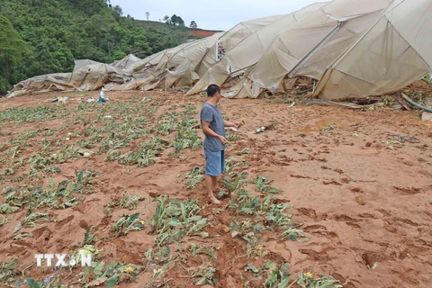 Khu nhà kính sản xuất nông nghiệp cao của bà Phan Thị Tuyết Dân (xã Lát, Lạc Dương) bị nước lũ cuốn sập. (Ảnh: Nguyễn Dũng/TTXVN)