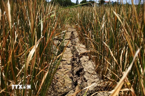Nhiều diện tích lúa tại xã Cư M’ta, huyện M’Đrắk bị chết khô do hạn hán kéo dài. (Ảnh: Tuấn Anh/TTXVN) 