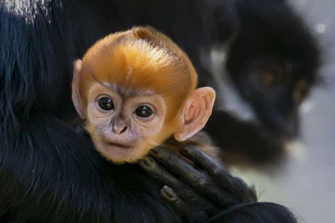 Chú khỉ con thuộc giống hiếm mới chào đời tại vườn thú Australia. (Nguồn: AFP)