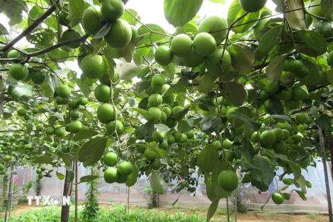 Vườn táo xanh Ninh Thuận chuẩn bị cho thu hoạch. (Ảnh: Nguyễn Thành/TTXVN)
