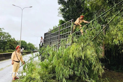 Cán bộ chiến sỹ Cảnh sát giao thông Quảng Nam tham gia thu dọn cây gãy đổ sau bão số 5. (Ảnh Trần Tĩnh/TTXVN)