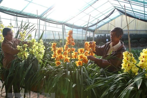 Người dân trồng hoa ở Đà Lạt, tỉnh Lâm Đông. (Ảnh: Thanh Tùng/TTXVN)