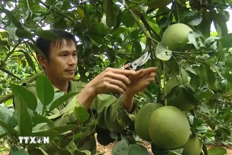 Người dân huyện Mai Sơn, tỉnh Sơn La chăm sóc, cắt tỉa cành cho trái bưởi da xanh đạt chất lượng. (Ảnh: Nguyễn Cường/TTXVN)