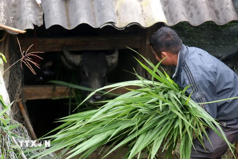 Gia đình anh Má A Câu, thôn Sa Pả, huyện Sa Pa chăm sóc đàn trâu trong những ngày đông giá rét. (Ảnh: Quốc Khánh/ TTXVN)