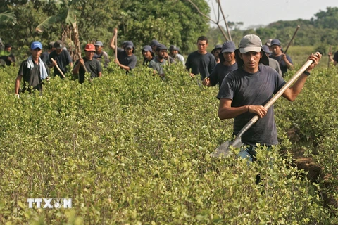 Nông dân phá hủy một cánh đồng coca tại Meta, Colombia. (Ảnh: AFP/TTXVN)