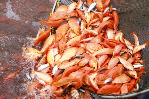 Cá chép đỏ làng Thủy Trầm. (Ảnh: PV/Vietnam+)