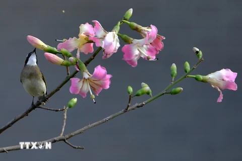 Cảnh sắc thiên nhiên mùa Xuân tại thành phố Phúc Châu, tỉnh Phúc Kiến, miền Đông Nam Trung Quốc ngày 6/1/2020. (Ảnh: THX/TTXVN)
