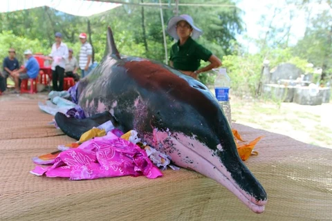 Một con cá voi trôi dạt vào bờ được người dân làm lễ mai táng. (Ảnh minh họa. Nguồn: TTXVN)