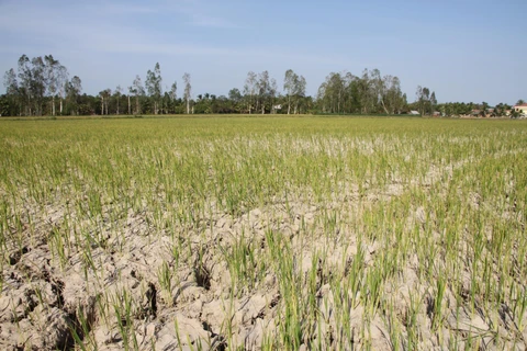 Lúa vụ 3 của nông dân huyện Long Phú (Sóc Trăng) đứng trước nguy cơ mất trắng do thiếu nước tưới. (Nguồn: TTXVN)