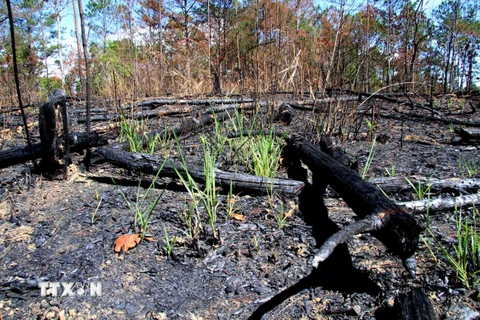 Khu vực rừng thông ba lá bị triệt hạ, đốt cháy. (Ảnh: Đặng Tuấn/TTXVN)