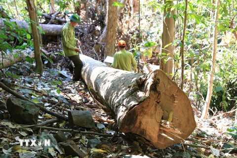 Hiện trường một vụ chặt phá rừng trên lâm phần rừng đã được giao quản lý. Ảnh minh họa. (Ảnh : Hưng Thịnh/TTXVN)