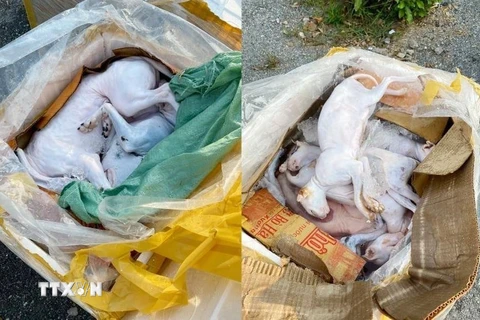 Toàn bộ 630kg động vật bốc mùi hôi thối vận chuyển bằng xe khách bị Cảnh sát giao thông Nghệ An bắt giữ. (Ảnh: TTXVN)