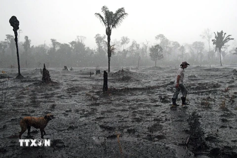 Một góc rừng Amazon ở gần Porto Velho, bang Rondonia, Brazil bị tàn phá do hỏa hoạn, ngày 26/8/2019. (Ảnh: AFP/TTXVN)
