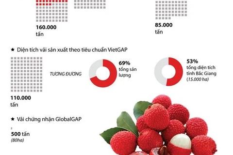 [Infographics] Bắc Giang: Sản lượng vải thu hoạch tăng 10.000 tấn 