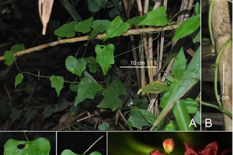 Stephania polygona. (Nguồn: Bảo tàng Thiên nhiên Việt Nam)