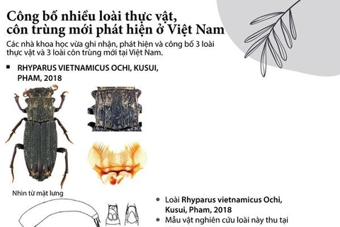 [Infographics] Công bố nhiều loài côn trùng và thực vật mới ở Việt Nam