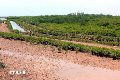 Quang cảnh Khu bảo tồn thiên nhiên đất ngập nước Thái Thụy. (Ảnh: Thế Duyệt/TTXVN)