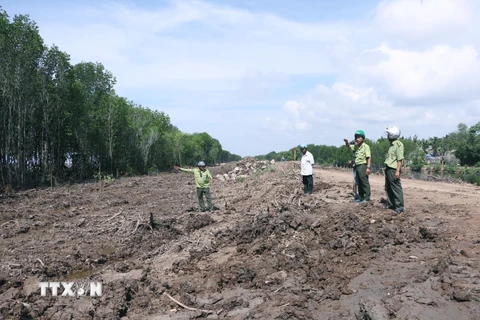 Lãnh đạo Hạt kiểm lâm thị xã Vĩnh Châu kiểm tra khu vực rừng phòng hộ bị chặt phá. (Ảnh: Chanh Đa/TTXVN)