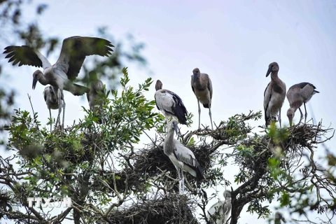 Vườn Quốc gia Tràm Chim ở huyện Tam Nông (Đồng Tháp) là khu Ramsar thứ 2.000 của thế giới, là một trong 8 khu vực bảo tồn các loài chim quan trọng nhất của Việt Nam với hơn 100 loài động vật có xương sống, 40 loài cá và 147 loài chim nước. (Ảnh: Minh Đức/