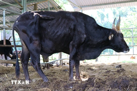 Hình ảnh bò tót lai thế hệ F1 gầy trơ xương vì đói. (Ảnh: Nguyễn Thành/TTXVN)