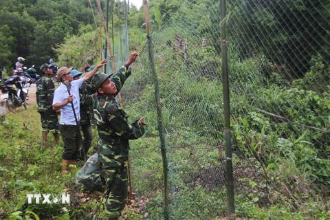Lực lượng chức năng và người dân địa phương giăng lưới ngăn chặn đàn voọc xuống đường cắn người. (Ảnh: Hồ Cầu/TTXVN)
