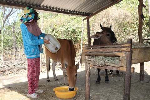 Người dân xã Công Hải (huyện Thuận Bắc, Ninh Thuận) chắt chiu từng can nước cho gia súc uống trong mùa khô hạn. (Ảnh: Nguyễn Thành/TTXVN)