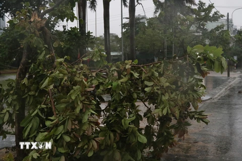 Một số cây xanh trên địa bàn thành phố Tuy Hòa, Phú Yên bị ngã đỗ. (Ảnh: Phạm Cường/TTXVN)