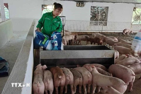 Chị Nguyễn Thị Thúy chăm sóc đàn lợn được nuôi theo hệ thống hiện đại, mỗi năm mang lại cho chị hàng tỷ đồng. (Ảnh: Nguyễn Thảo/TTXVN)
