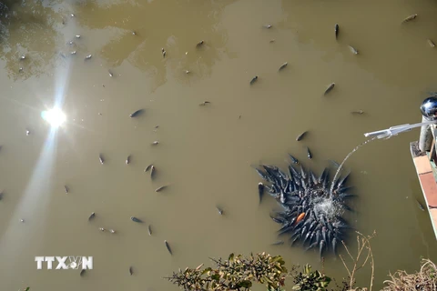 Cá trong ao của người dân tại bản Bó, phường Chiềng An, thành phố Sơn La, nổi lên nghi do ô nhiễm nguồn nước. (Ảnh: Hữu Quyết/TTXVN)