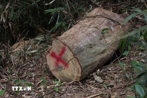 Một khúc gỗ lâm tặc chưa kịp tẩu tán còn nằm trong rừng đặc dụng Mường Phăng, được Ban quản lý rừng Di tích và Cảnh quan môi trường Mường Phăng phát hiện ngày 1/12/2020. (Ảnh: Xuân Tiến/TTXVN) 