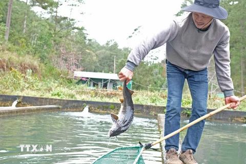 Ông Khuất Duy Vinh, người nuôi cá tầm tại Lâm Đồng có nhiều sản lượng cá chưa thể xuất bán do bị cạnh tranh bởi cá ngoại nhập. (Ảnh: Nguyễn Dũng/TTXVN)