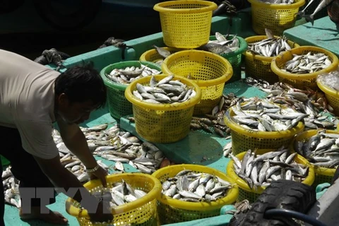 Thủy hải sản khai thác được trên vùng biển Tây Nam được vận chuyển xuống bến chợ Dương Đông (Phú Quốc, Kiên Giang). (Ảnh: Duy Khương/TTXVN)