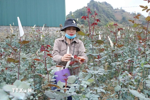 Nông dân vùng trồng hoa hồng xã San Thàng, thành phố Lai Châu chăm sóc hoa phục vụ Tết. (Ảnh: Nguyễn Oanh/TTXVN)