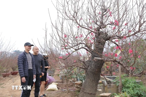 Còn hai tuần nữa đến Tết Tân Sửu, nhiều khách hàng đã đến tận vườn chọn những cây đào ưng ý nhất về chơi Tết. (Ảnh: Hoàng Hiếu/TTXVN)