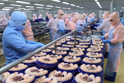 Chế biến tôm xuất khẩu tại nhà máy của Tập đoàn Minh Phu Seafood Corp tại Khu công nghiệp Nam Sông Hậu (Hậu Giang). (Ảnh: Vũ Sinh/TTXVN) 