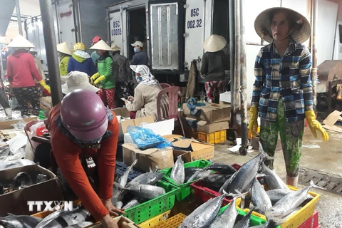 Thương lái thu mua các loại cá biển tại cảng cá Đông Hải, thành phố Phan Rang-Tháp Chàm để đưa tiêu thụ các nơi. (Ảnh: Nguyễn Thành/TTXVN)