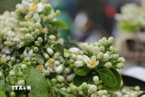 Hoa bưởi với cánh hoa màu trắng, nhụy vàng, xen lẫn màu xanh lá tỏa hương thơm ngát các phố phường Hà Nội (ảnh chụp ngày 22/2/2021). (Ảnh: Hoàng Hiếu/TTXVN)