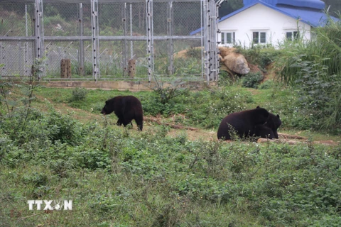 Các cá thể gấu sau khi được cứu hộ được sống ở môi trường bán hoang dã. (Ảnh: Đức Phương/TTXVN)