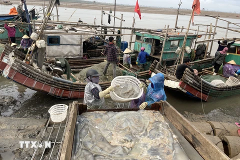 Vận chuyển sứa tại cảng cá Hoằng Trường, huyện Hoằng Hóa. (Ảnh: Khiếu Tư/TTXVN)