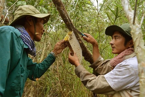 Nghề gác kèo mật ong ở U MInh Hạ, tỉnh Cà Mau. (Nguồn: hoinongdan.org) 