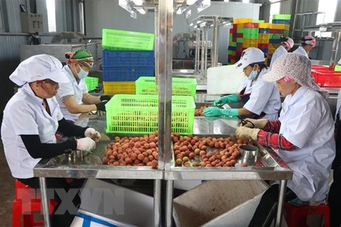 Sơ chế vải thiều Hải Dương xuất đi Nhật tại nhà máy của Công ty cổ phần Ameii Việt Nam. (Ảnh: Mạnh Minh/TTXVN) 