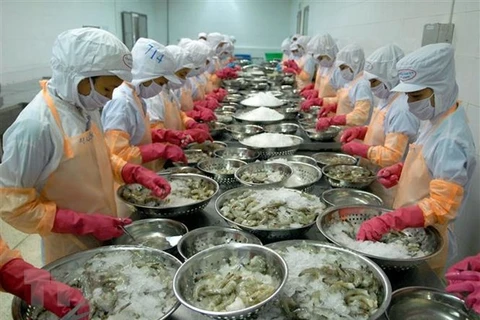 Chế biến tôm đông lạnh xuất khẩu tại Công ty TNHH Thông Thuận (Ninh Thuận). (Ảnh: TTXVN) 