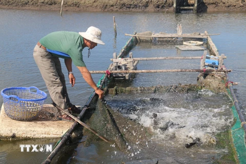 Anh Trần Quang Phú tại xã An Ngãi (Long Điền, Bà Rịa-Vũng Tàu) kiểm tra cá mú nuôi trong ao. (Ảnh: Hoàng Nhị/TTXVN)